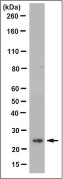 Anti-HGPRT Antibody, clone 13H11.1 clone 13H11.1, from mouse