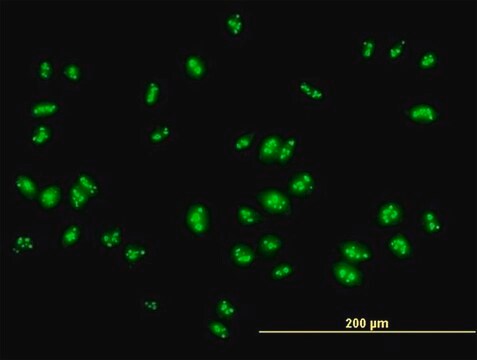 Anti-RSL1D1 antibody produced in mouse IgG fraction of antiserum, buffered aqueous solution