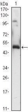 Monoclonal Anti-EGR1 antibody produced in mouse clone 8A6, ascites fluid