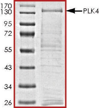 PLK4, active, GST tagged human PRECISIO&#174;, recombinant, expressed in baculovirus infected Sf9 cells, &#8805;70% (SDS-PAGE), buffered aqueous glycerol solution