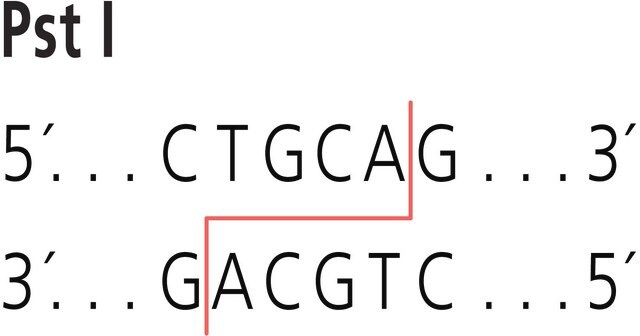 Pst I from Providencia stuartii Restriction Enzyme