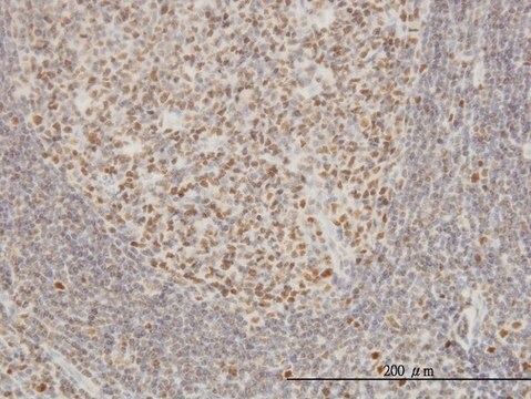 Monoclonal Anti-EPSTI1 antibody produced in mouse clone 2A8, purified immunoglobulin, buffered aqueous solution