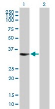 Anti-BIRC7 antibody produced in mouse purified immunoglobulin, buffered aqueous solution