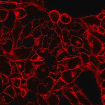 BioTracker&nbsp;555 Zytoplasmamembran-Farbstoff, orange Live cell imaging lipophilic carbocyanine membrane dye suitable for long-term fluorescent cell labeling and cell tracking studies.