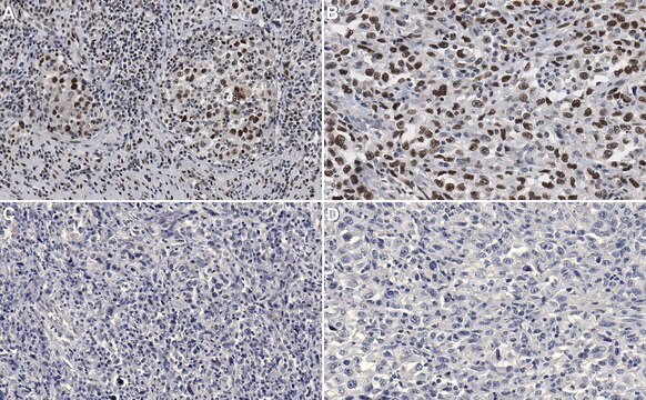 Anti-Phospho-CREB(Ser133)-Antikörper, Klon 10E9 clone 10E9, Upstate&#174;, from mouse