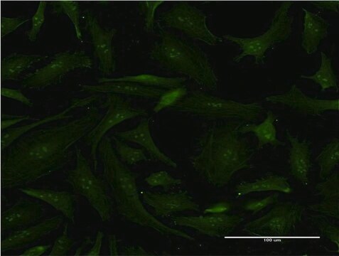 Monoclonal Anti-ERCC2 antibody produced in mouse clone 2C9, purified immunoglobulin, buffered aqueous solution