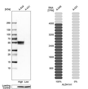 Anti-ALDH1A1 antibody produced in rabbit Prestige Antibodies&#174; Powered by Atlas Antibodies, affinity isolated antibody, buffered aqueous glycerol solution