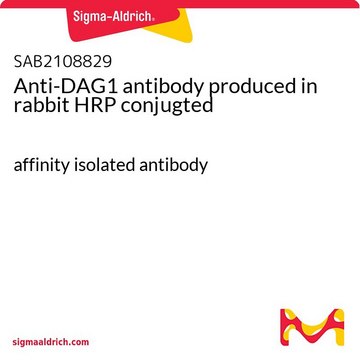 Anti-DAG1 antibody produced in rabbit HRP conjugted affinity isolated antibody