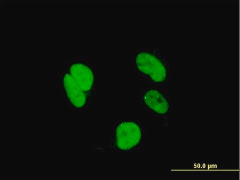 Monoclonal Anti-RAX antibody produced in mouse clone 3G8, purified immunoglobulin, buffered aqueous solution