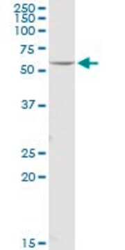 Anti-FOXRED1 antibody produced in mouse purified immunoglobulin, buffered aqueous solution