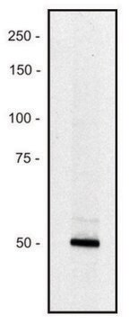 Monoclonal Anti-PCLO antibody produced in mouse clone PCLO-01