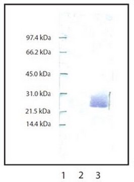 Anti-Neutrophile-Elastase-Kaninchen-pAk liquid, Calbiochem&#174;