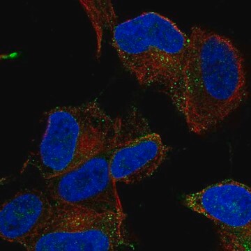 Anti-MYO16 antibody produced in rabbit Prestige Antibodies&#174; Powered by Atlas Antibodies, affinity isolated antibody