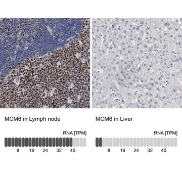 Anti-MCM6 antibody produced in rabbit Prestige Antibodies&#174; Powered by Atlas Antibodies, affinity isolated antibody, buffered aqueous glycerol solution