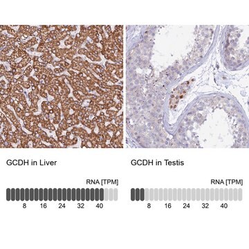 抗GCDH抗体 ウサギ宿主抗体 Prestige Antibodies&#174; Powered by Atlas Antibodies, affinity isolated antibody, buffered aqueous glycerol solution