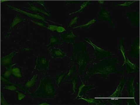 Monoclonal Anti-FLT3 antibody produced in mouse clone 3H1, purified immunoglobulin, buffered aqueous solution