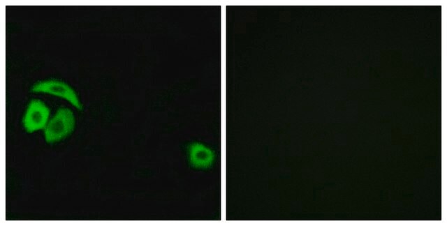 Anti-RPL27A, C-Terminal antibody produced in rabbit affinity isolated antibody