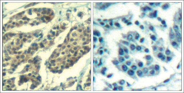 Anti-phospho-CCNB1 (pSer147) antibody produced in rabbit affinity isolated antibody