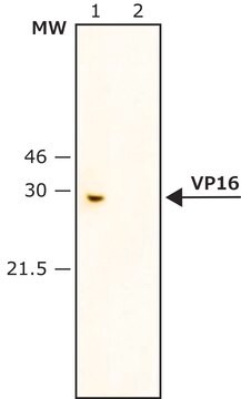 抗VP16抗体 ウサギ宿主抗体 IgG fraction of antiserum, buffered aqueous solution