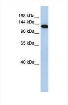 Anti-MYBPC2 antibody produced in rabbit affinity isolated antibody