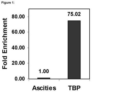 ChIPAb+ Białko wiążące TATA (TBP) - przeciwciało i zestaw primerów zweryfikowane pod kątem ChIP ascites fluid, from mouse