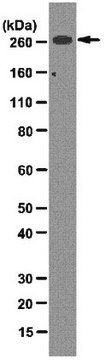 Anti-Acetyl-CoA-Carboxylase-Antikörper, Klon&nbsp;7D2.2 clone 7D2.2, from mouse