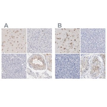 Anti-PNMA1 antibody produced in rabbit Ab1, Prestige Antibodies&#174; Powered by Atlas Antibodies, affinity isolated antibody, buffered aqueous glycerol solution