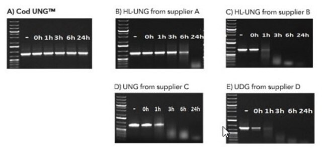 Glikozylaza Cod Uracil-DNA nietrwała termicznie recombinant, expressed in E. coli, Triton-free and Glycerol-free