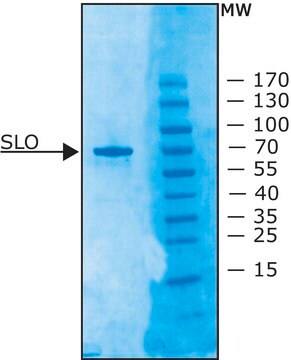 Streptolysin&nbsp;O aus Streptococcus pyogenes &#8805;1,000,000&#160;units/mg protein, recombinant, lyophilized powder, expressed in E. coli 