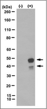 Anticorpo anti-caspasi-4, clone 17D9 clone 17D9, from rat