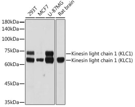 Anti-Kinesin light chain 1 (KLC1) Antibody, clone 5C3P5, Rabbit Monoclonal