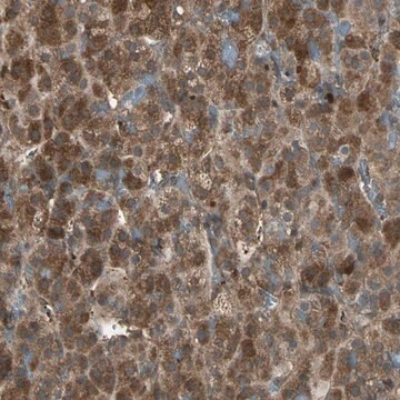 Anti-FAM213B antibody produced in rabbit Prestige Antibodies&#174; Powered by Atlas Antibodies, affinity isolated antibody, buffered aqueous glycerol solution