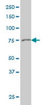 Anti-GSN Mouse mAb (3G5) liquid, clone 3G5, Calbiochem&#174;