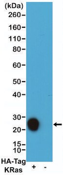 Anti-HA-Tag-Biotin antibody, Rabbit monoclonal recombinant, expressed in HEK 293 cells, clone RM305, purified immunoglobulin