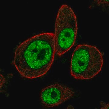 Anti-MAPKAPK3 antibody produced in rabbit Prestige Antibodies&#174; Powered by Atlas Antibodies, affinity isolated antibody