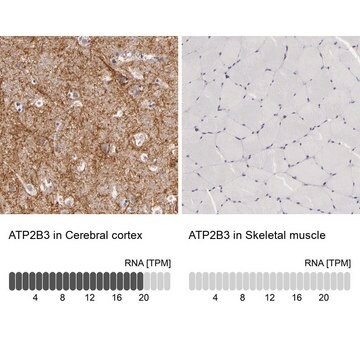 Anti-ATP2B3 antibody produced in rabbit Prestige Antibodies&#174; Powered by Atlas Antibodies, affinity isolated antibody, buffered aqueous glycerol solution