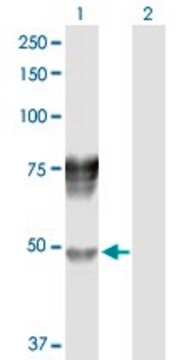 Anti-SERPIND1 antibody produced in rabbit purified immunoglobulin, buffered aqueous solution