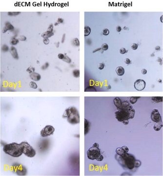 Darm-dEZM-Gel-Hydrogel-Kit