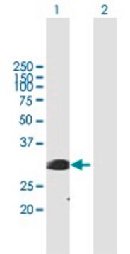 Anti-SFRS1 antibody produced in mouse purified immunoglobulin, buffered aqueous solution