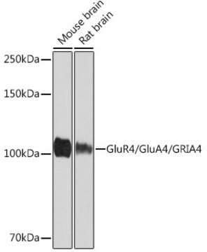 Anti-GluR4/GluA4/GRIA4 Antibody, clone 4M5D0, Rabbit Monoclonal