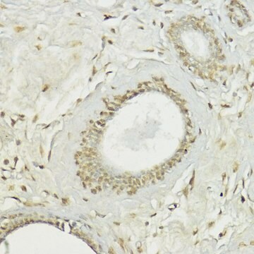 Anti-SNAIL antibody produced in rabbit