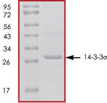 14-3-3 &#963;、タグなし ヒト recombinant, expressed in E. coli, &#8805;70% (SDS-PAGE), buffered aqueous glycerol solution