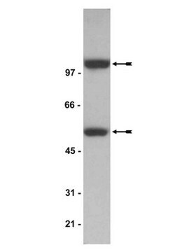 Anti-NF&#954;B p52-Antikörper Upstate&#174;, from mouse