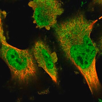 Anti-DYRK2 antibody produced in rabbit Prestige Antibodies&#174; Powered by Atlas Antibodies, affinity isolated antibody, buffered aqueous glycerol solution