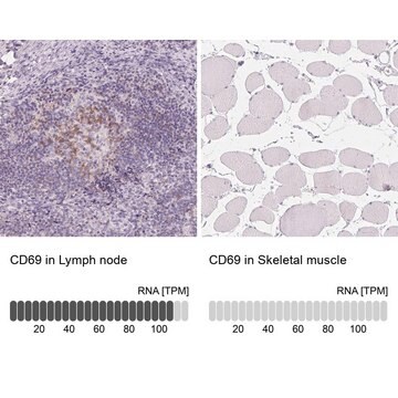 抗-CD69 兔抗 Prestige Antibodies&#174; Powered by Atlas Antibodies, affinity isolated antibody, buffered aqueous glycerol solution