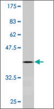 Monoclonal Anti-SOX18 antibody produced in mouse clone 2G12, ascites fluid