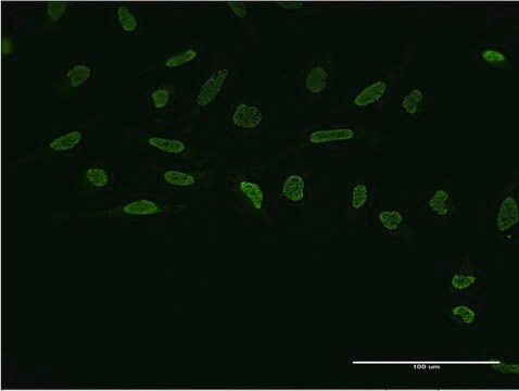 Monoclonal Anti-ZIC4 antibody produced in mouse clone 3H6, purified immunoglobulin, buffered aqueous solution