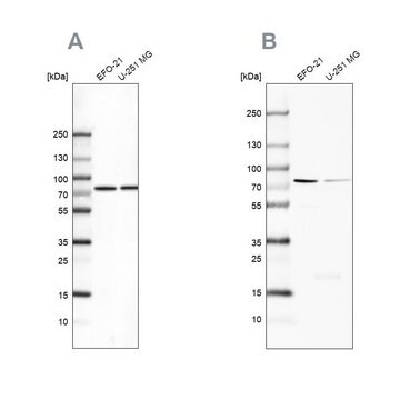 Anti-ATP6V1A antibody produced in rabbit Prestige Antibodies&#174; Powered by Atlas Antibodies, affinity isolated antibody