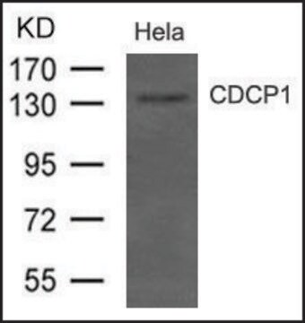 Anti-CDCP1 antibody produced in rabbit affinity isolated antibody