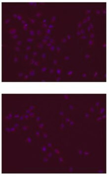 Anticorpo anti-SOX-2 clone 6F1.2, Chemicon&#174;, from mouse